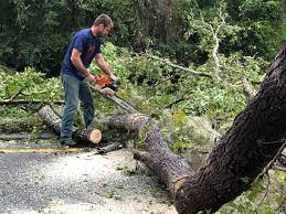 Best Palm Tree Trimming  in Odem, TX