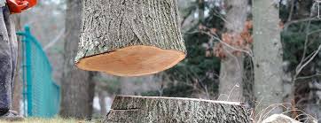 Best Leaf Removal  in Odem, TX