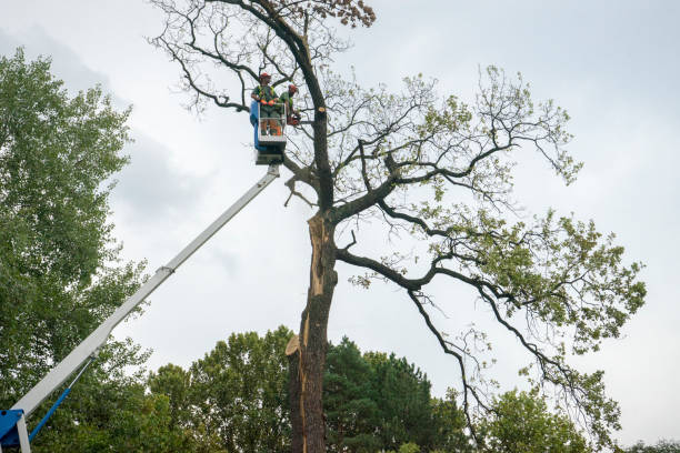 How Our Tree Care Process Works  in  Odem, TX