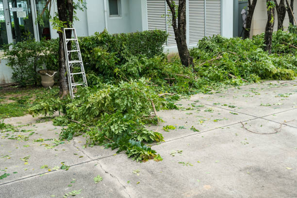 Best Fruit Tree Pruning  in Odem, TX