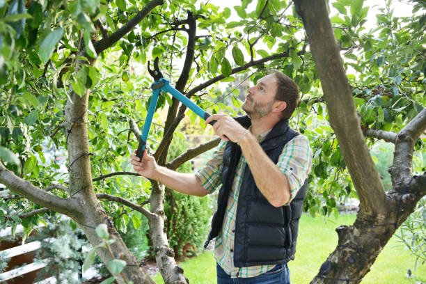 Best Tree and Shrub Care  in Odem, TX