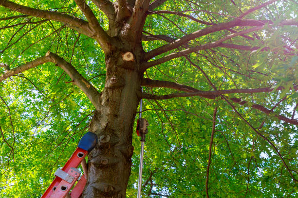 Professional Tree Services in Odem, TX